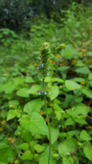 Salvia lasiocephala
