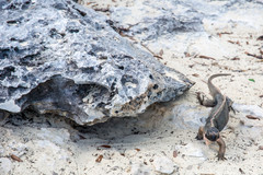 Cyclura cychlura