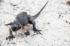 Cyclura cychlura