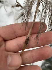 Equisetum sylvaticum