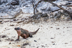 Cyclura cychlura