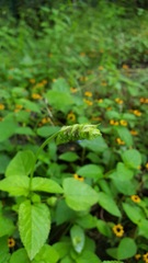 Salvia lasiocephala