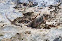 Cyclura cychlura
