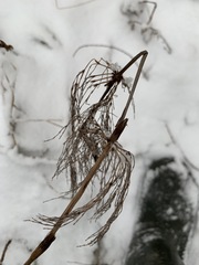 Equisetum sylvaticum