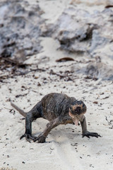 Cyclura cychlura