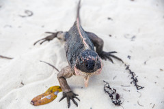 Cyclura cychlura