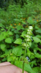 Salvia lasiocephala