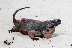 Cyclura cychlura