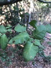 Nothofagus glauca