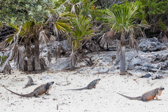 Cyclura cychlura