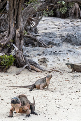 Cyclura cychlura