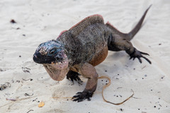 Cyclura cychlura