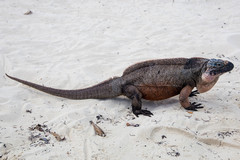 Cyclura cychlura