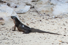 Cyclura cychlura