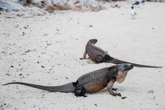 Cyclura cychlura