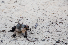 Cyclura cychlura