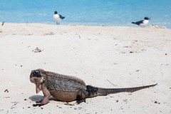 Cyclura cychlura