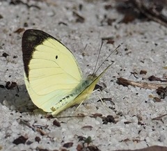 Colotis mananhari