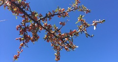 Hippophae rhamnoides