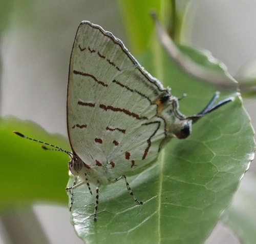 Malagasy Hairstreak