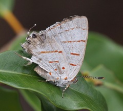Hemiolaus cobaltina
