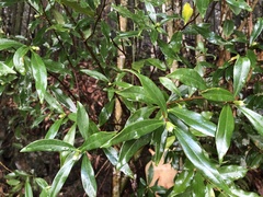 Daphne kiusiana