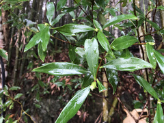 Daphne kiusiana