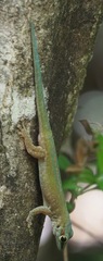 Phelsuma abbotti chekei