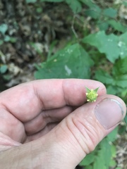Geum virginianum