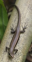 Trachylepis lavarambo