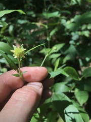 Geum virginianum