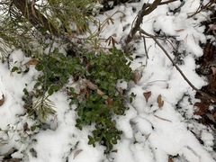 Vaccinium vitis-idaea