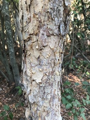 Nothofagus glauca