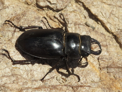 Lucanus barbarossa