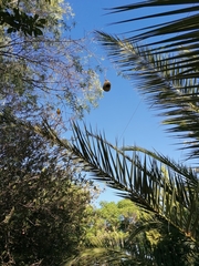 Ploceus velatus