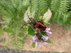 Stictoleptura cordigera