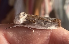 Cryptophasa albacosta