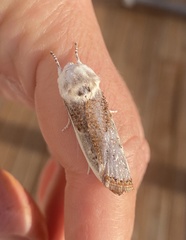 Cryptophasa albacosta