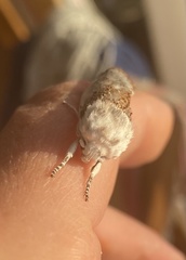 Cryptophasa albacosta