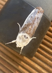 Cryptophasa albacosta