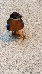 Pitta moluccensis