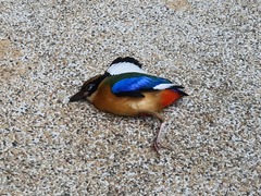 Pitta moluccensis