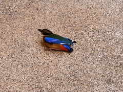 Pitta moluccensis
