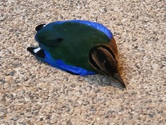 Pitta moluccensis