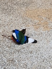 Pitta moluccensis