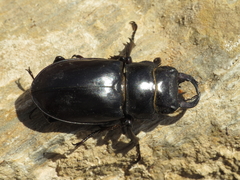 Lucanus barbarossa