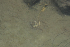 Potamon fluviatile