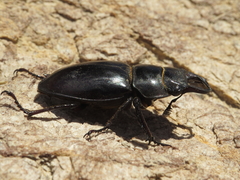 Lucanus barbarossa