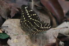 Lexias canescens