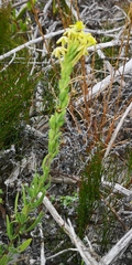 Lyperia lychnidea